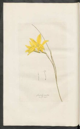 Gladiolus tenellus var. flore majore