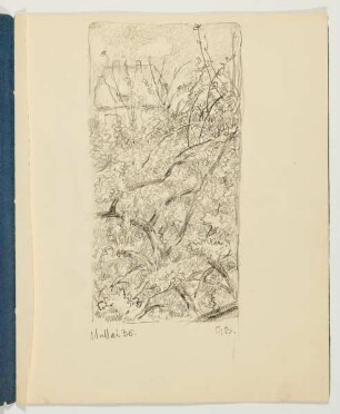 Wilder Garten