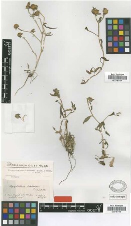 Chrysophthalmum dichotomum Boiss. & Heldr. [isotype]