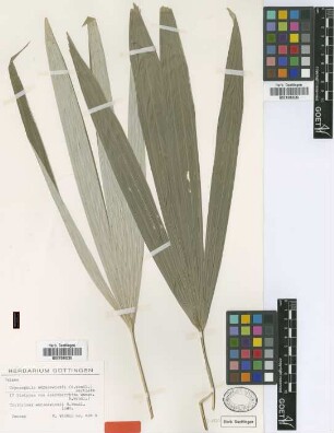 Acanthorrhiza warscewiczii H.Wendl. [isotype]