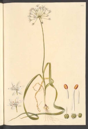 Allium ciliatum, Blatt 233