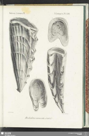 Pl. 556