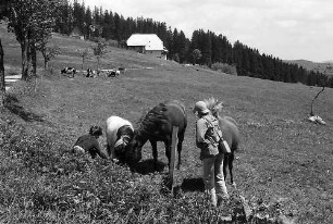 Pferde und Kühe mit Kindern auf einer Koppel am Rinken