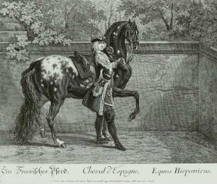 Ein Spanisches Pferd : Spanisches Pferd, gesatteltes Reitpferd, Stich