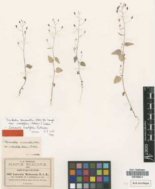 Laurentia michoacana B.L.Rob. var. ovatifolia B.L.Rob.[type]