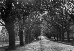 Weimar, Allee zum Belvedere