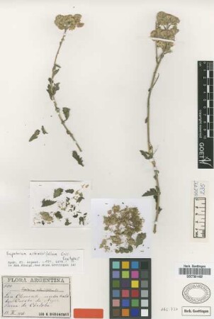 Eupatorium artemisiifolium Griseb. [syntype]