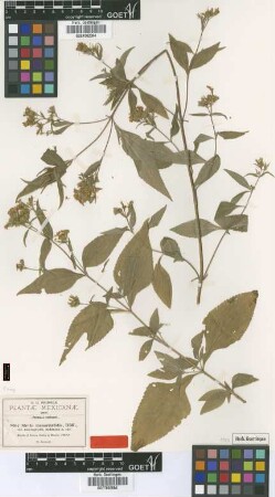 Stevia monardifolia H.B.K. var. macrophylla B.L.Rob.[type]