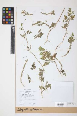 Selaginella willdenowii (Desv.) Baker