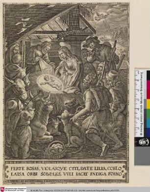 Ferte rosas, violasque citi, date lilia, coelo laisa orbi soboles, vili iacet indiga foeno; [Jesus Geburt]