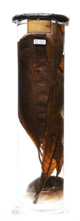 Diospyros nigra (J. F. Gmel.) Perrier aus Victoria (Kamerun)