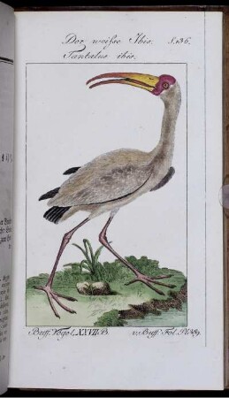 Der weisse Ibis. Tantalus ibis.