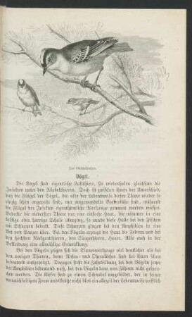 Vögel.