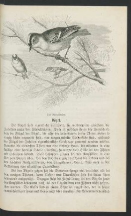 Vögel.