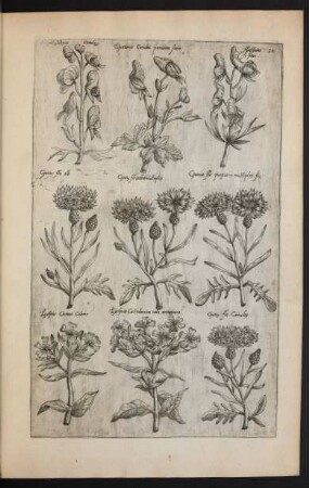 Taf. 10. [Lycoctonum, Cyanus und Lychnis]