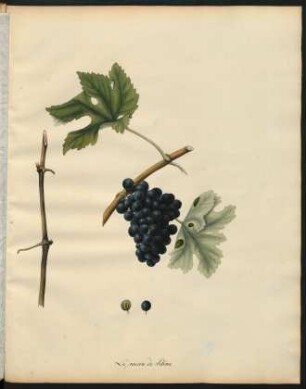 139. Le Raisin de Siberie