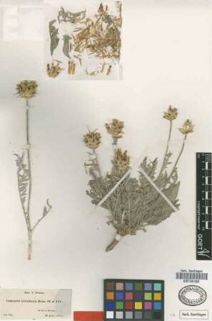 Centaurea granatensis Boiss. ex DC. [type]