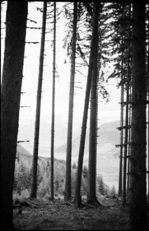 Schmittenhöhe: ausgebaute Bergstraße, Steinernes Meer, Vordergrund Wald