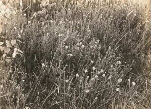 Oberlausitz. Dubringer Moor. Glockenheide (Erica tetralix L.)