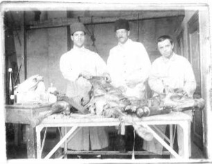 Ankara. Der Veterinär Hans Richter mit seinen türkischen Kollegen Ali Damaskus und Ismail Bursa bei der Arbeit