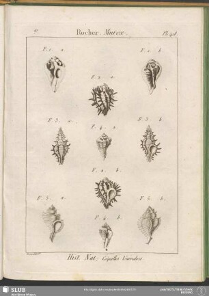 Pl. 418. Rocher. Murex