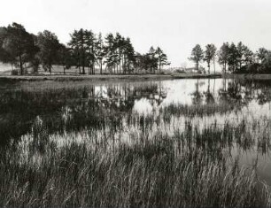 Westlausitzer Platte. Harthe. Großer Harth-Teich. Blick nach Osten zum Kleinen Harth-Teich