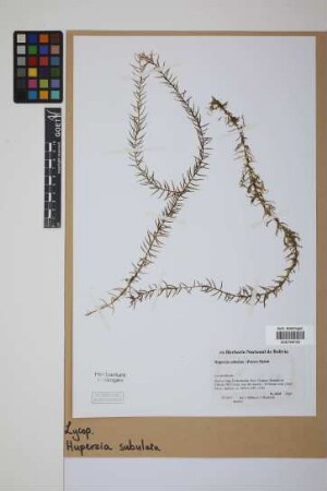 Phlegmariurus subulatus (Desv. ex Poir.) B. &Oslash;llg.