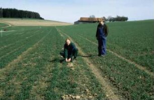 Fotografie: Säverfahren, Rodesaat, Feldaufgang, Getreide