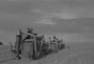 Rambin. Landwirtschaftliche Produktionsgenossenschaft (LPG), Mähdrescher bei der Arbeit auf dem Feld