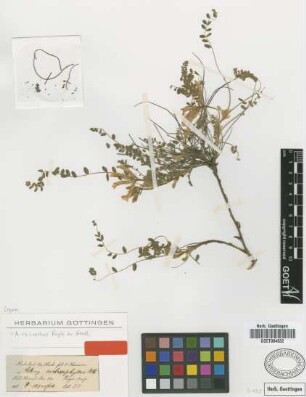 Astragalus malacophyllus Benth. ex Bunge [type]