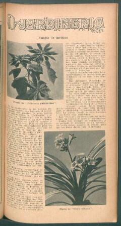 Plantas de invierno : Jardinería
