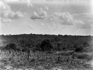 Steppenlandschaft : Blick über eine Steppe mit Gräsern und Büschen
