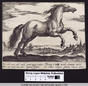 Ein Pferd, auf den Hinterbeinen stehend