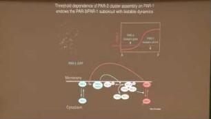 Mechanochemical coupling and pattern formation at cell and tissue scales