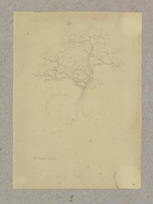 Baum