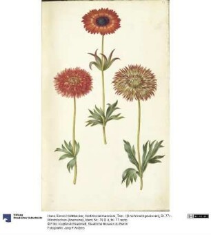 Horti Anckelmanniani, Tom. I [II nicht nachgewiesen], Bl. 77r - Windröschen (Anemone)