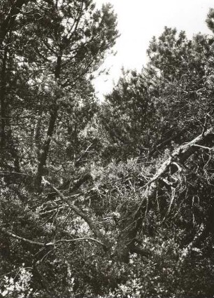 Bergkiefer (Pinus mugo) im Georgenfelder Hochmoor