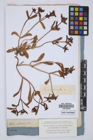 Valeriana locusta