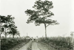 Jatobá-Baum (Jatahy) an der Straße nach Guaraci : 11,33 km von Ribeiro dos Santos entfernt, Höhe: 530 m
