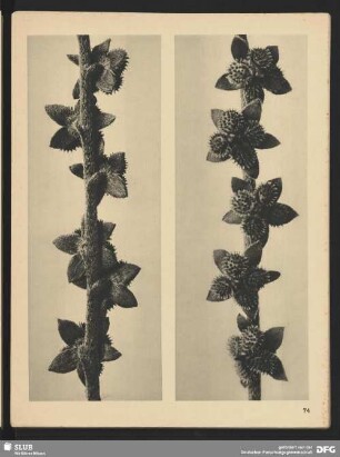 Cynoglossum officinale - Hundszunge - Samenähren (8mal vergrößert)