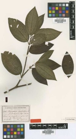 Henriettella fascicularis (Sw.) C.Wright var Cogn. sintenisii[type]