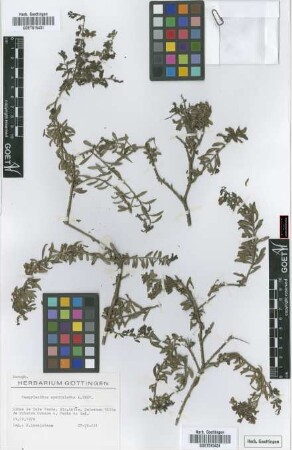 Campylanthus spathulatus A. Cheval.