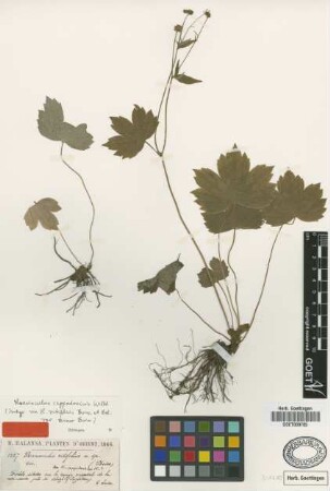 Ranunculus vitifolius Boiss. & Balansa var. Boiss. minor[isotype]