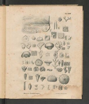 Tab. XVII. Roemers Versteinerungen.