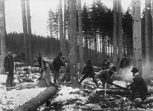 Holzfäller bei der Arbeit : Steinbach im Erzgebirge. Im Holzschlag. Förster mit Kluppe