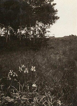 Erzgebirge. Sibirische Schwertlilie (Iris sibirica), auch Wiesen-Schwertlilie bei Oelsen