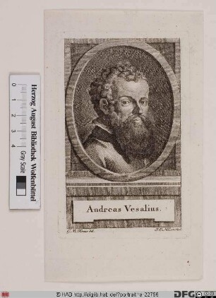 Bildnis Andreas Vesalius