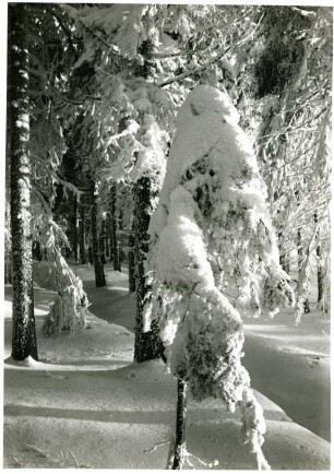 Osterzgebirge, verschneiter Fichtenwald