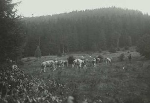 Bergwiese mit Kuhherde am Hühner- (Hennen-) Kobel