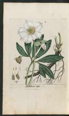 3. Helleborus niger